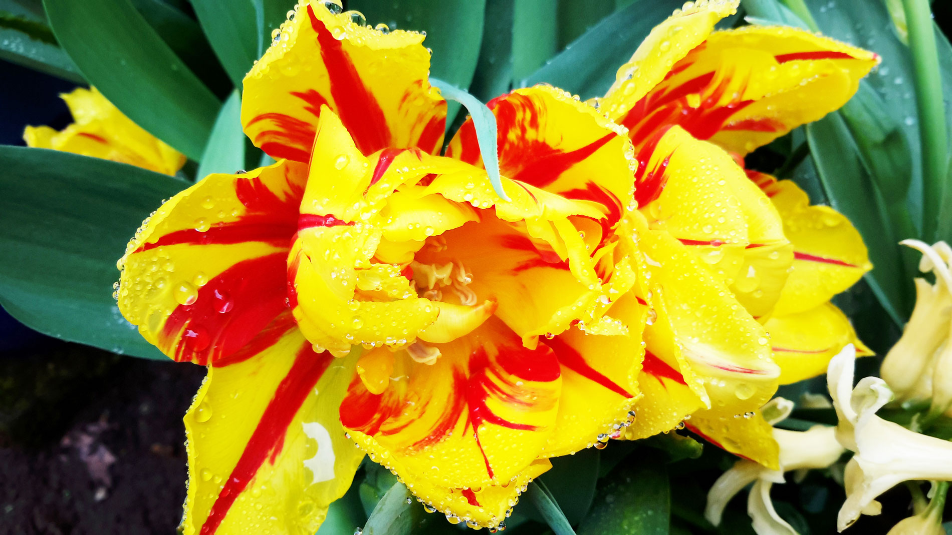 Monsella Tulip Bracelet by Rose Rushbrooke. Bead weaving using delicas, seed beads and fire polish crystals, peyote stitch. Image copyright &copy; Rose Rushbrooke.