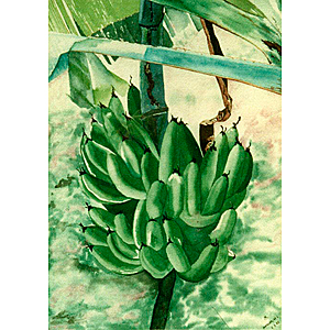 Bananas - watercolour painting by Rose Rushbrooke. Image copyright © Rose Rushbrooke.