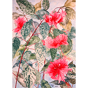 Hibiscus - watercolor painting by Rose Rushbrooke. Image copyright © Rose Rushbrooke.