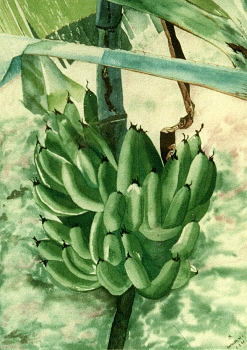 Bananas - watercolour painting by Rose Rushbrooke. Image copyright © Rose Rushbrooke.