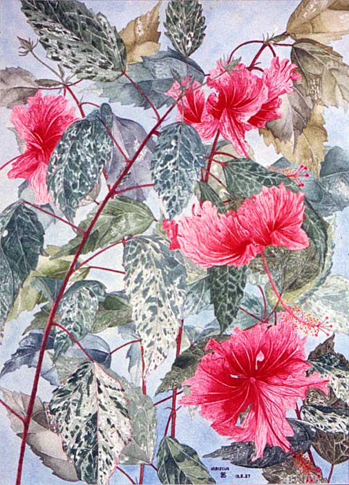 Hibiscus by Rose Rushbrooke. Watercolour painting. Image copyright © Rose Rushbrooke.